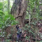 Foto Pohon Tengkawang Tungkul