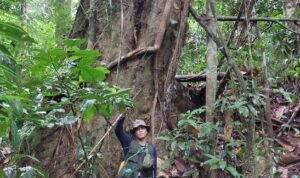 Foto Pohon Tengkawang Tungkul