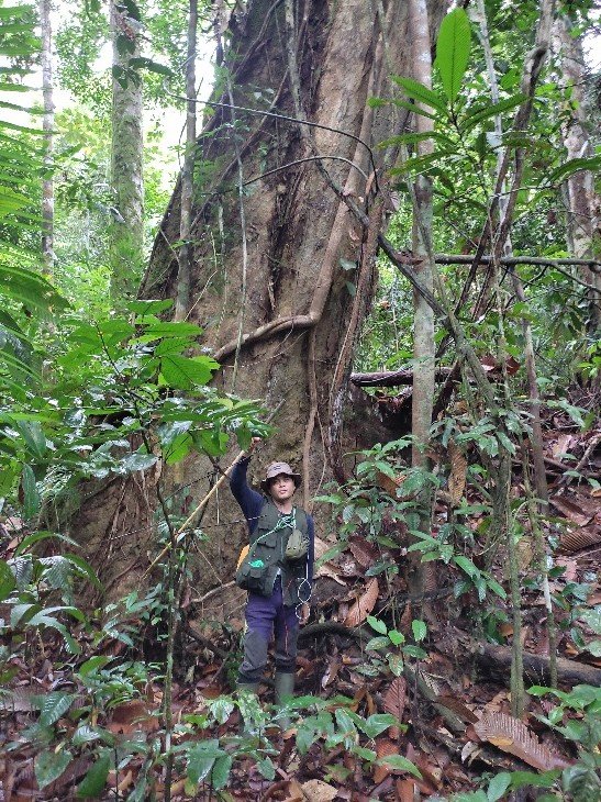 Foto Pohon Tengkawang Tungkul
